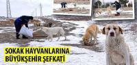 Sokak Hayvanlarına Büyükşehir Şefkati
