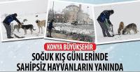 Konya Büyükşehir Soğuk Kış Günlerinde Sahipsiz Hayvanların Yanında