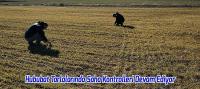 Beyşehir’de Hububat Tarlalarında Saha Kontrolleri Devam Ediyor