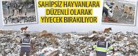 Sahipsiz Hayvanlara Düzenli Olarak Yiyecek Bırakılıyor