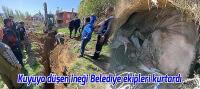 Kuyuya düşen ineği Hüyük Belediyesi ekipleri kurtardı