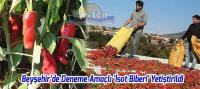 Beyşehir'de Deneme Amaçlı 'İsot Biberi' Yetiştirildi