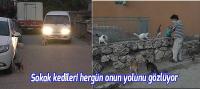 Sokak kedileri onun yolunu gözlüyor