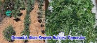 Ormanlık Alanı Kenevir Bahçesine Çevirmişler