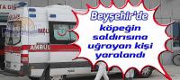 Beyşehir'de köpeğin saldırısına uğrayan kişi yaralandı