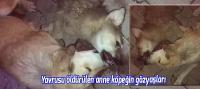 Yavrusu öldürülen köpeğin gözyaşları