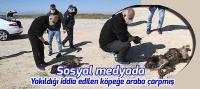Sosyal medyada yakıldığı iddia edilen köpeğe araba çarpmış