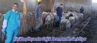 Beyşehir'de Küçükbaş Hayvanlar Sağlık Taramasından Geçiriliyor