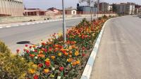 Beyşehir'in Caddeleri Çiçek Açtı
