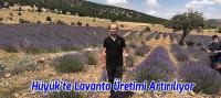 Hüyük'te Lavanta Üretimi Artırılıyor
