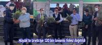 Hüyük’te üreticiye 120 bin lavanta fidesi dağıtıldı
