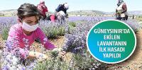 Güneysınır’da Ekilen Lavantanın İlk Hasadı Yapıldı