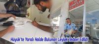 Hüyük'te Yaralı Halde Bulunan Leylek Tedavi Edildi