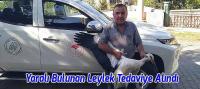 Yaralı Bulunan Leylek Tedaviye Alındı