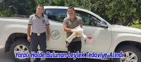 Yaralı Halde Bulunan Leylek Tedaviye Alındı