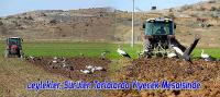 Leylekler, Sürülen Tarlalarda Yiyecek Mesaisinde