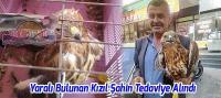 Yaralı Bulunan Kızıl Şahin Tedaviye Alındı