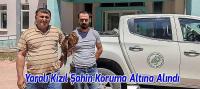 Yaralı Vaziyette Bulunan Kızıl Şahin Koruma Altına Alındı