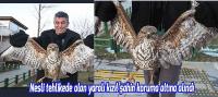 Yaralı kızıl şahin koruma altına alındı