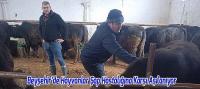 Beyşehir’de Hayvanlar Şap Hastalığına Karşı Aşılanıyor