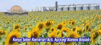 Konya Şeker Kantarları Açtı, Ayçiçeği Alımına Başladı. 