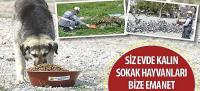 Siz Evde Kalın Sokak Hayvanları Bize Emanet