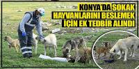 Konya’da Sokak Hayvanlarını Beslemek İçin Ek Tedbir Alındı
