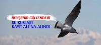 Beyşehir Gölü'nün su kuşları da kayıt altına alındı