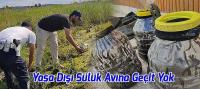 Beyşehir Gölü Kıyısında Yasa Dışı Avlanan Sülükler Doğaya Bırakıldı