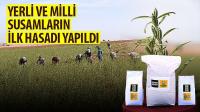 Yerli ve Milli Susamların İlk Hasadı Yapıldı