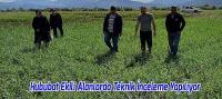 Beyşehir'de Hububat Ekili Alanlarda Teknik İnceleme Yapılıyor