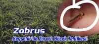 Beyşehir’de Zararlı Böcek Tehlikesi! Zabrus