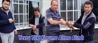Beyşehir’de Bulunan Yavru Tilki Koruma Altına Alındı