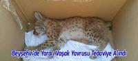 Otomobilin Çarptığı Yaralı Vaşak Yavrusu Tedaviye Alındı