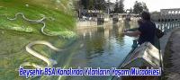 Beyşehir BSA Kanalında Yılanların Yaşam Mücadelesi