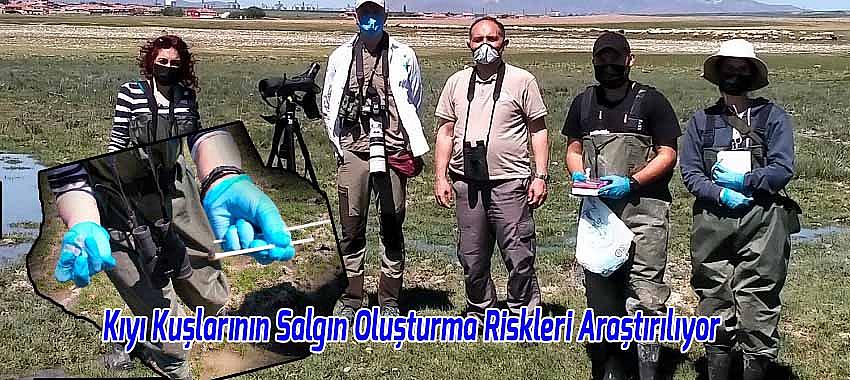 Kıyı Kuşlarının Salgın Oluşturma Riskleri Araştırılıyor