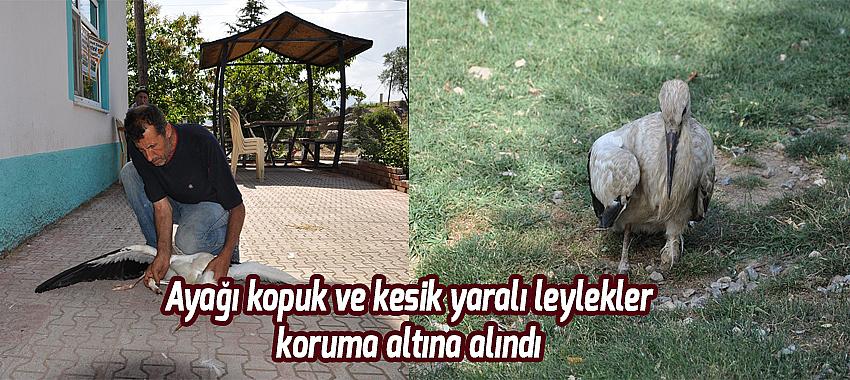 Ayağı kopuk ve kesik yaralı leylekler koruma altına alındı