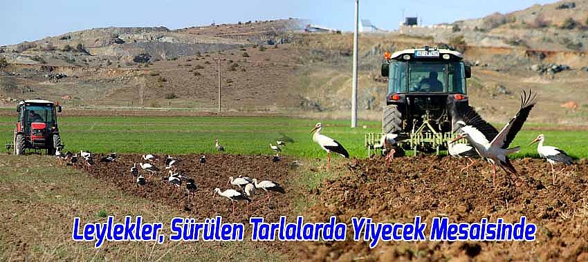 Leylekler, Sürülen Tarlalarda Yiyecek Mesaisinde