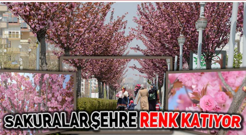 Sakuralar Şehre Renk Katıyor