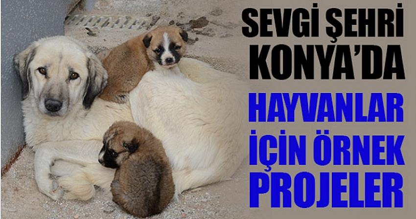 Sevgi Şehri Konya’da Hayvanlar İçin Örnek Projeler