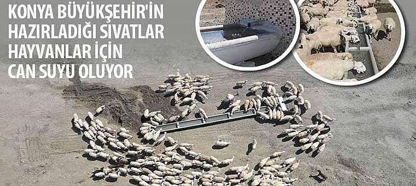 Konya Büyükşehir’in Hazırladığı Sıvatlar Hayvanlar İçin Can Suyu Oluyor