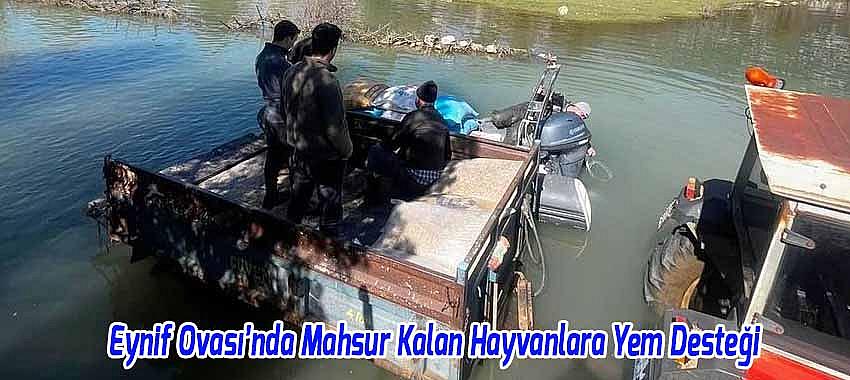 Eynif Ovası’nda Mahsur Kalan Hayvanlara Yem Desteği