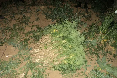 504 kök hint keneviri ele geçirildi