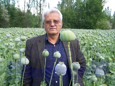 Beyşehir çiftçisi yine haşhaş ekebilecek