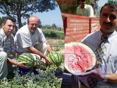 Yerli karpuz piyasaya çıktı