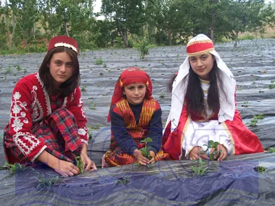 İlmen 2 bin ton çilek üretimini hedefliyor