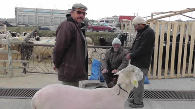 Hayvan pazarını soğuklar vurdu