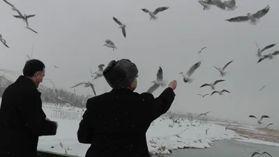 Su kuşlarının bayramı