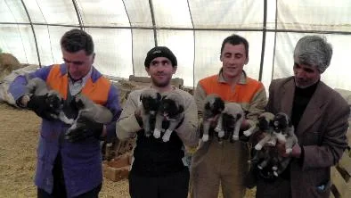 Artık sürüyü korumuyor, yavru bakıyor