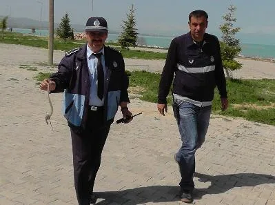 Sular yükseldi, yılanlar ortaya çıktı 